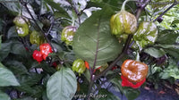 Purple Reaper - Pepper Seeds - White Hot Peppers
